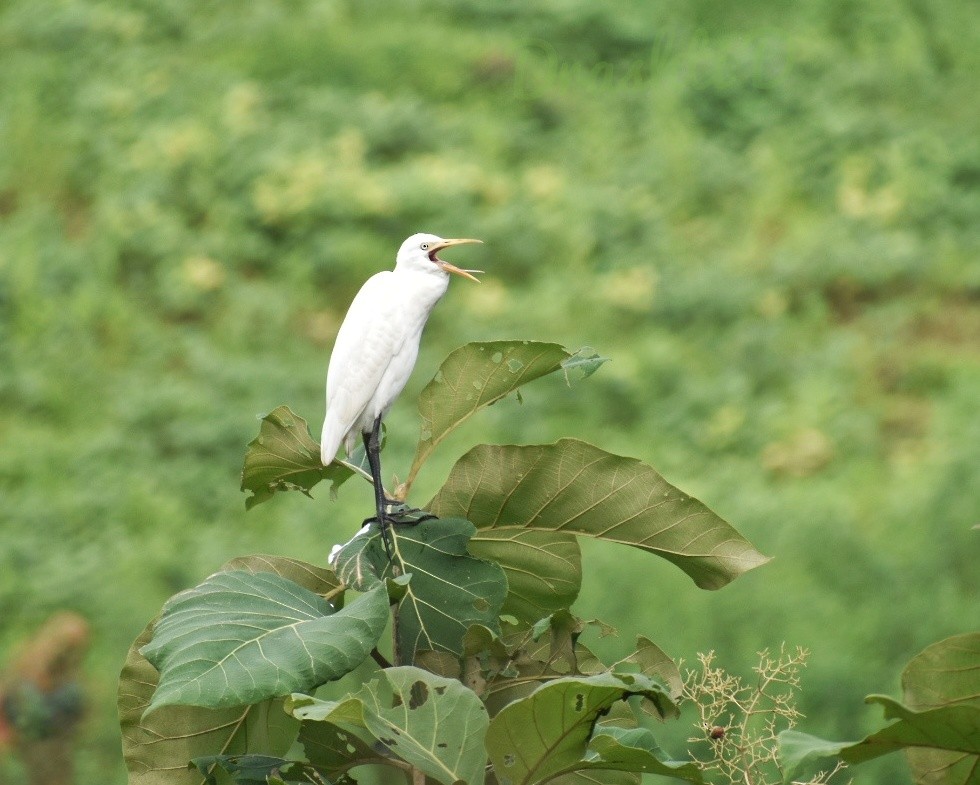 Eastern Cattle-Egret - ML644637190