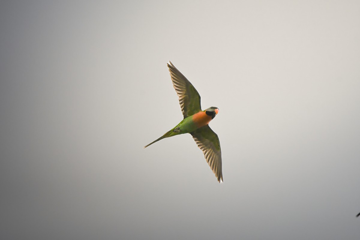 Perruche à moustaches - ML644637191