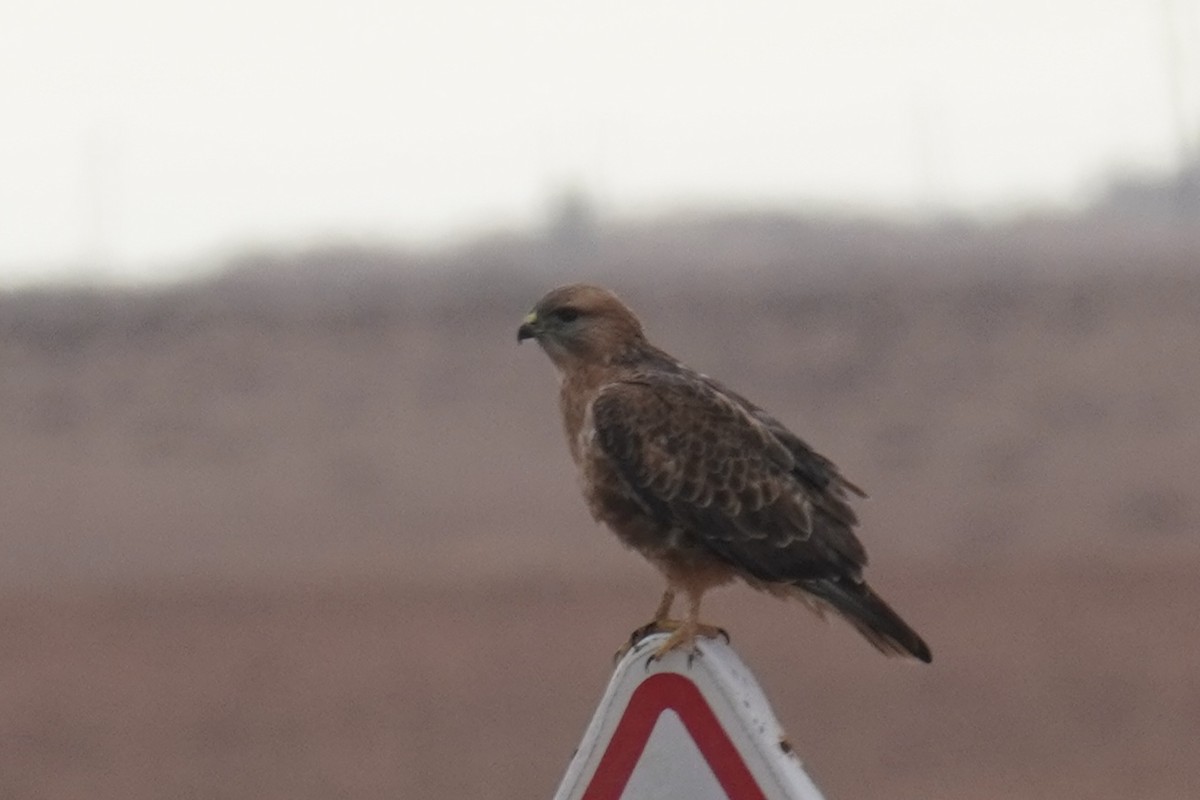 Long-legged Buzzard - ML644637192