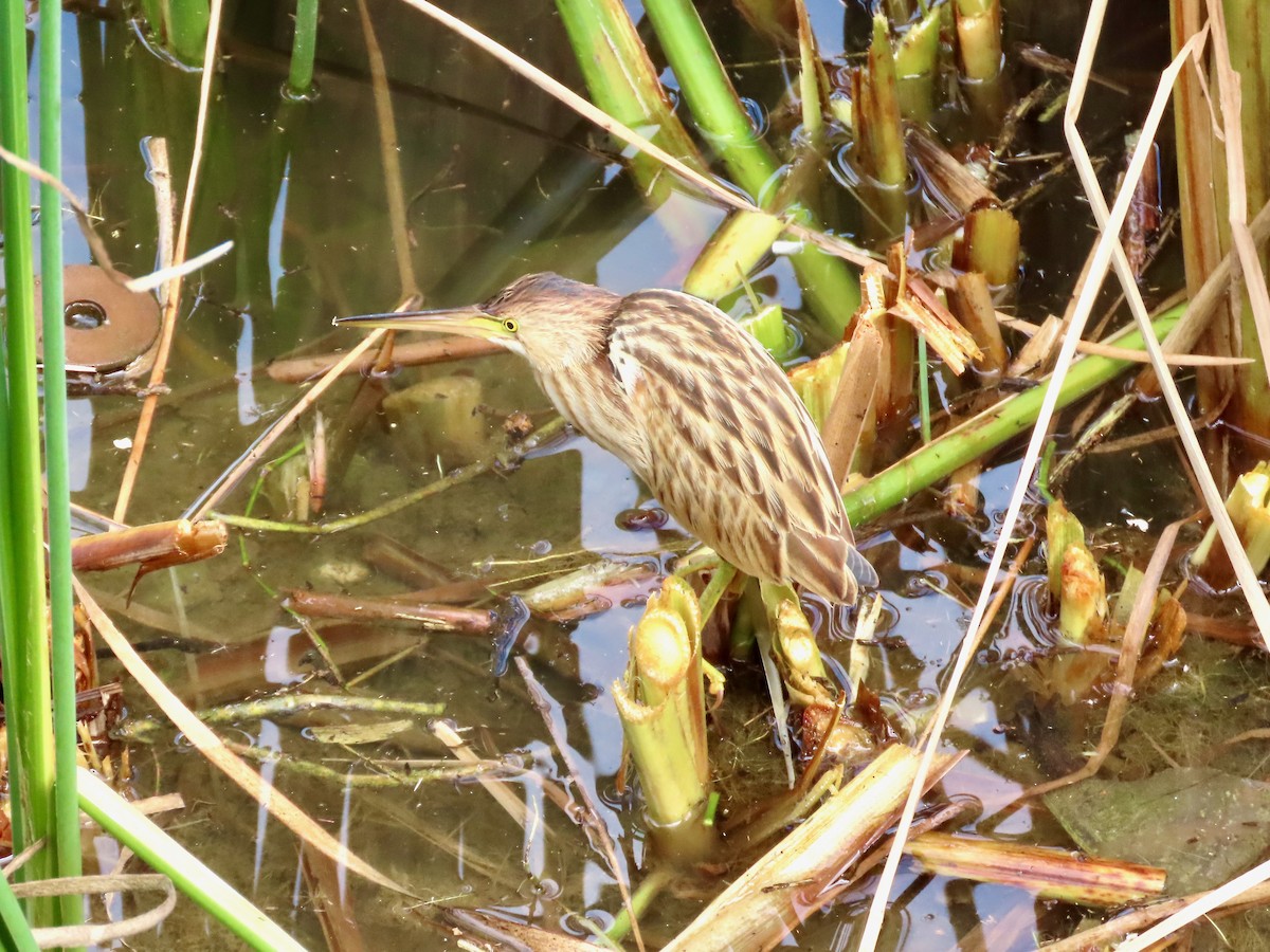 Yellow Bittern - ML644637195