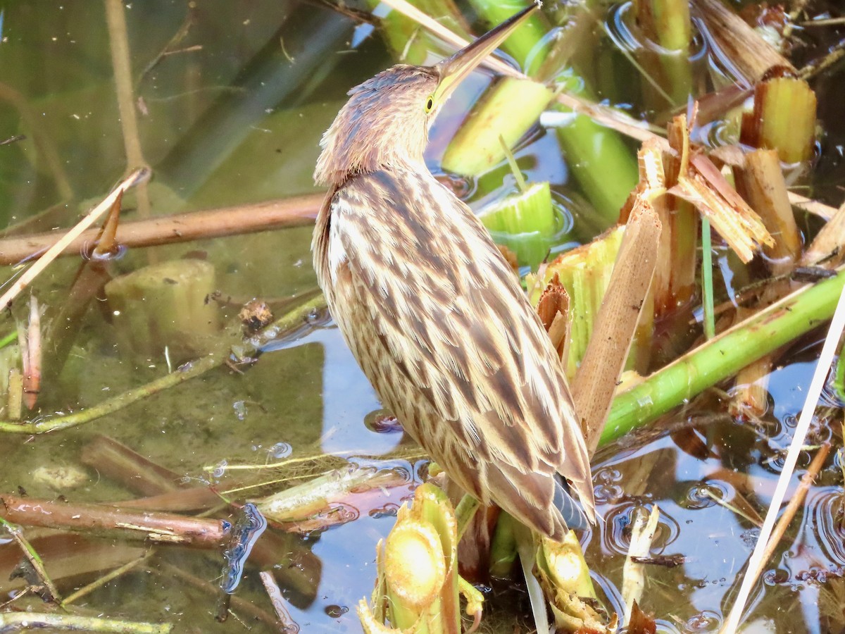 Yellow Bittern - ML644637196