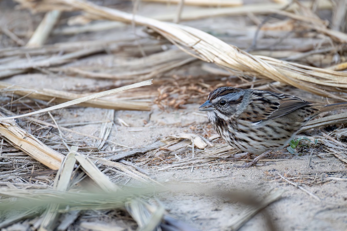 Golden-crowned Sparrow - ML644637197