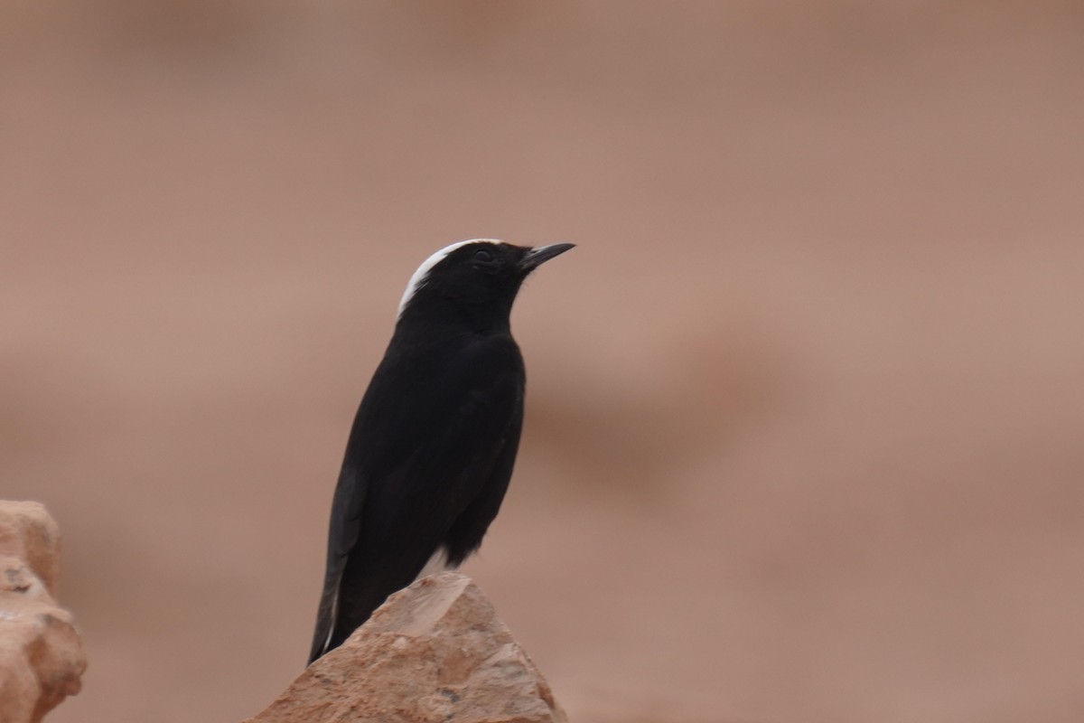 Saharasteinschmätzer - ML644637199