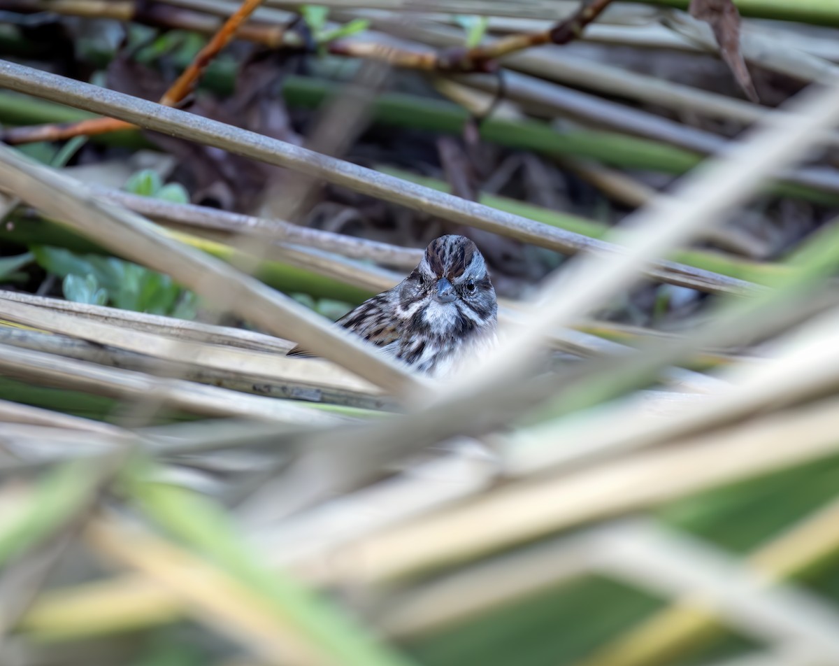 Golden-crowned Sparrow - ML644637200