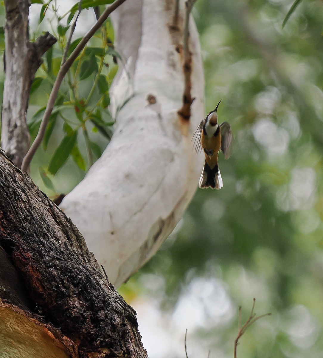 Picoespina Oriental - ML644637211