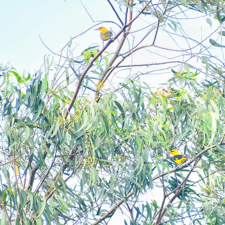 indiapirol - ML644637212