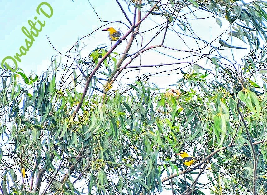 indiapirol - ML644637213