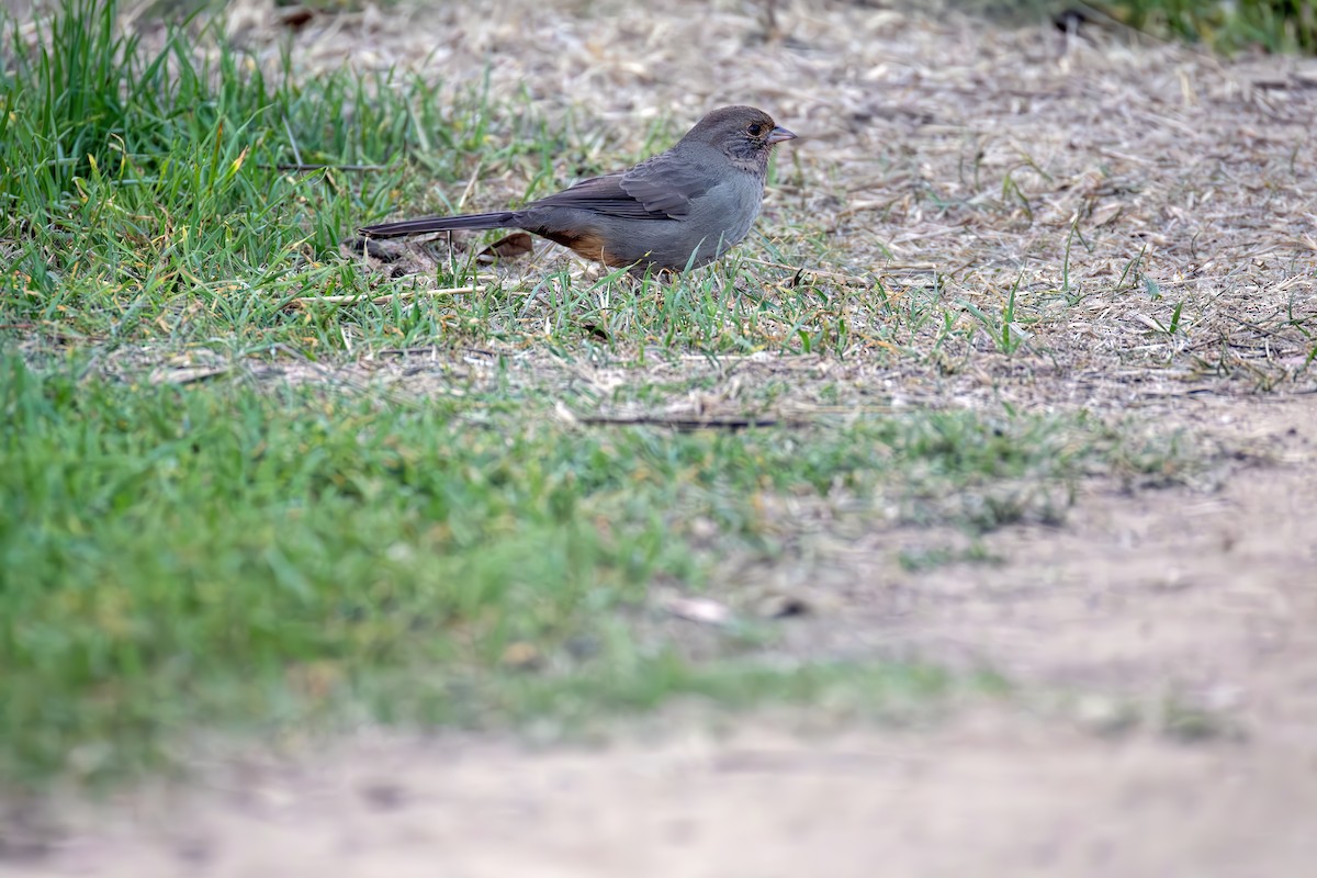 California Towhee - ML644637221