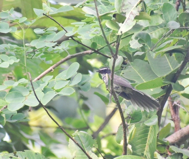 Spot-breasted Fantail - ML644637223