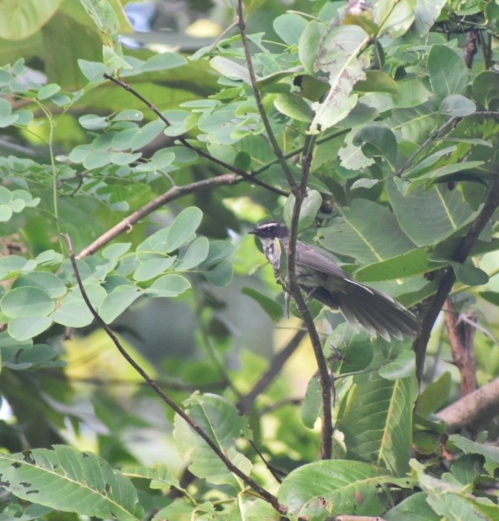 Spot-breasted Fantail - ML644637224