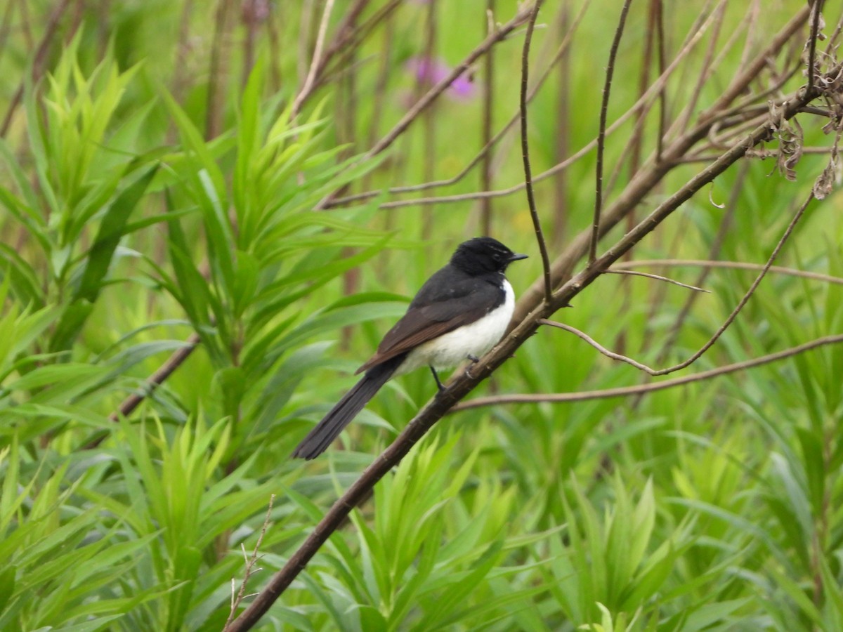 Willie-wagtail - ML644637237