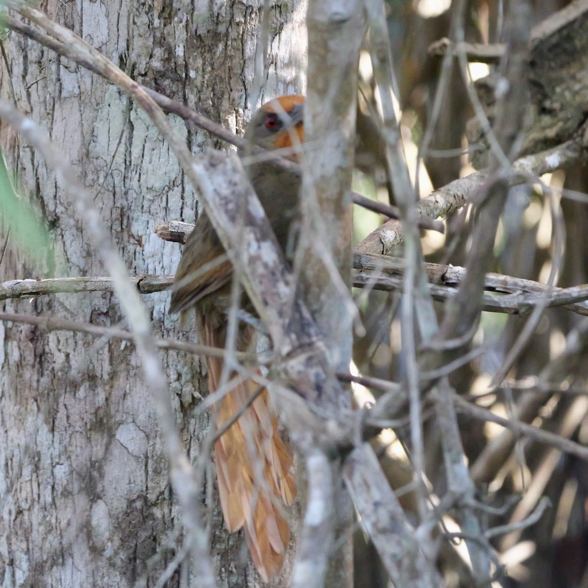 Orange-eyed Thornbird - ML644637238