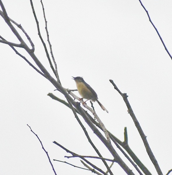 Ashy Prinia - ML644637248