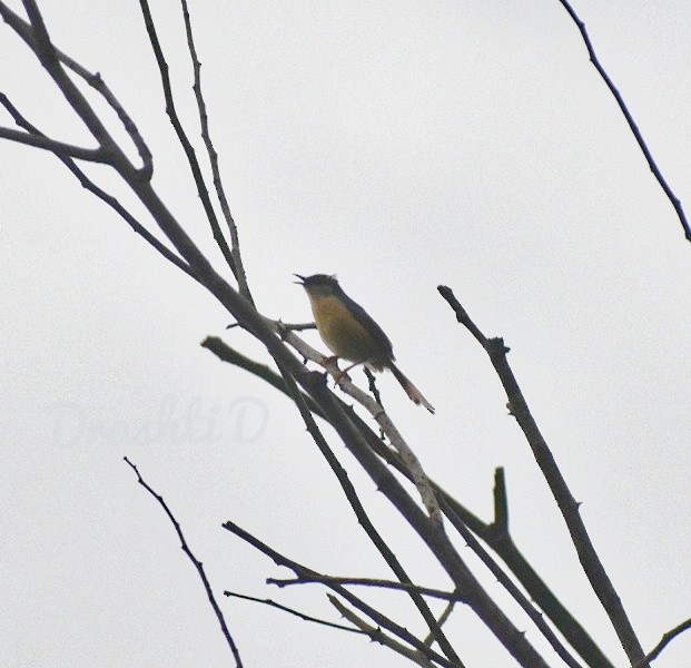 Ashy Prinia - ML644637249
