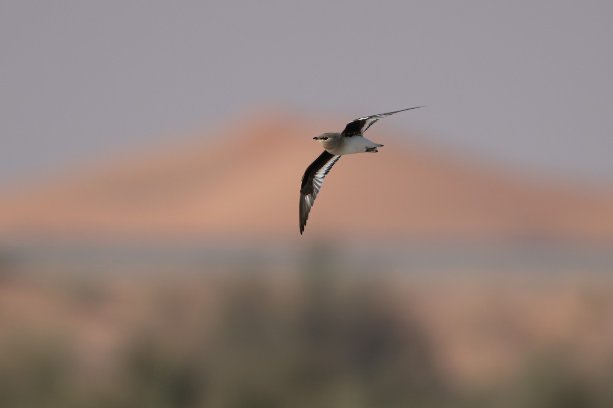 Small Pratincole - ML644637264