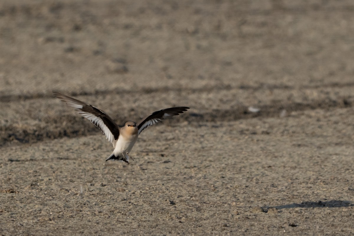 Small Pratincole - ML644637266