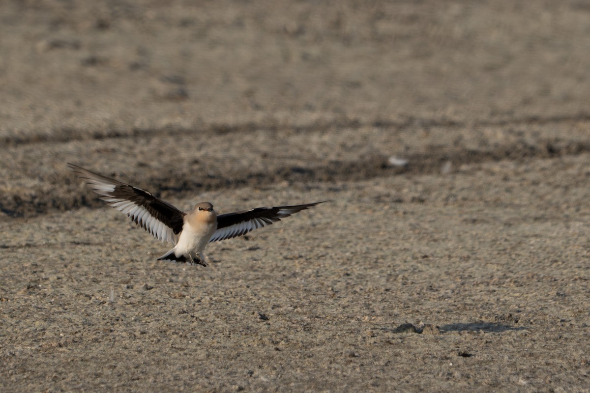 Small Pratincole - ML644637267