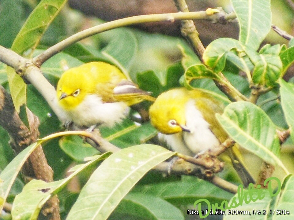 Indian White-eye - ML644637268