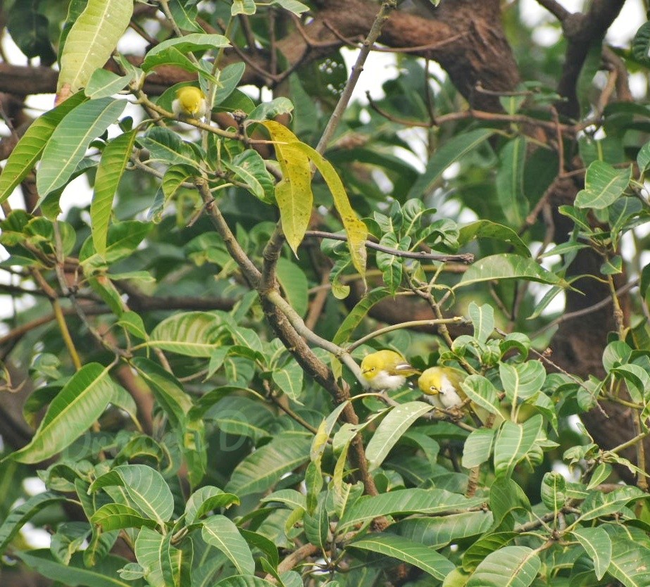 Indian White-eye - ML644637269