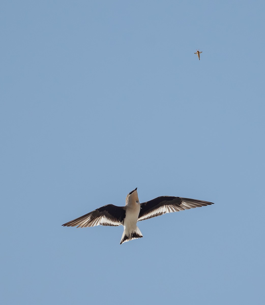 Small Pratincole - ML644637270