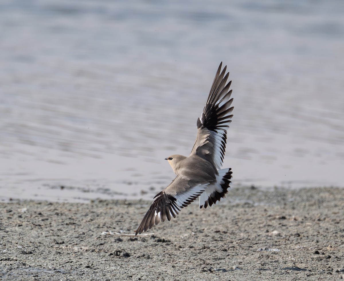 Small Pratincole - ML644637272