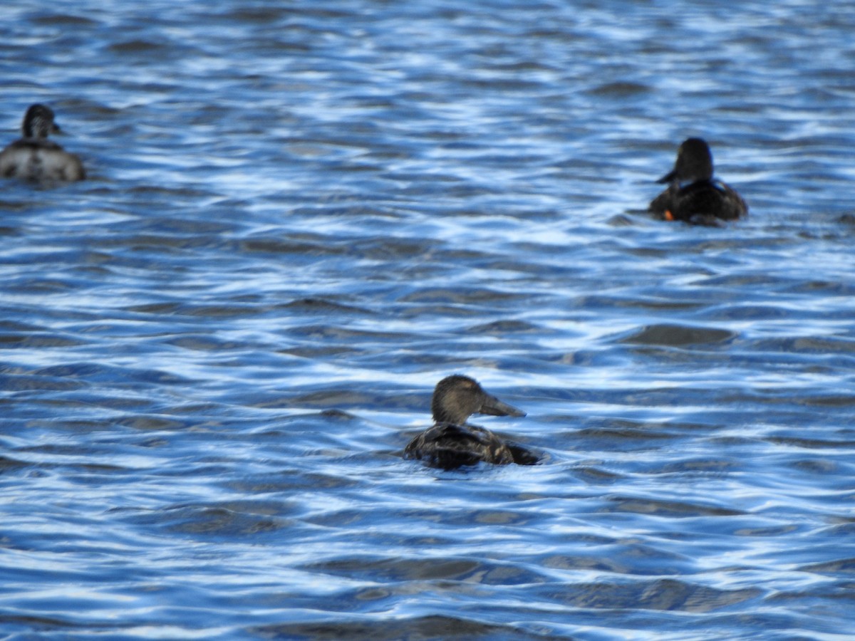 Ahate mokozabal australiarra - ML644637273