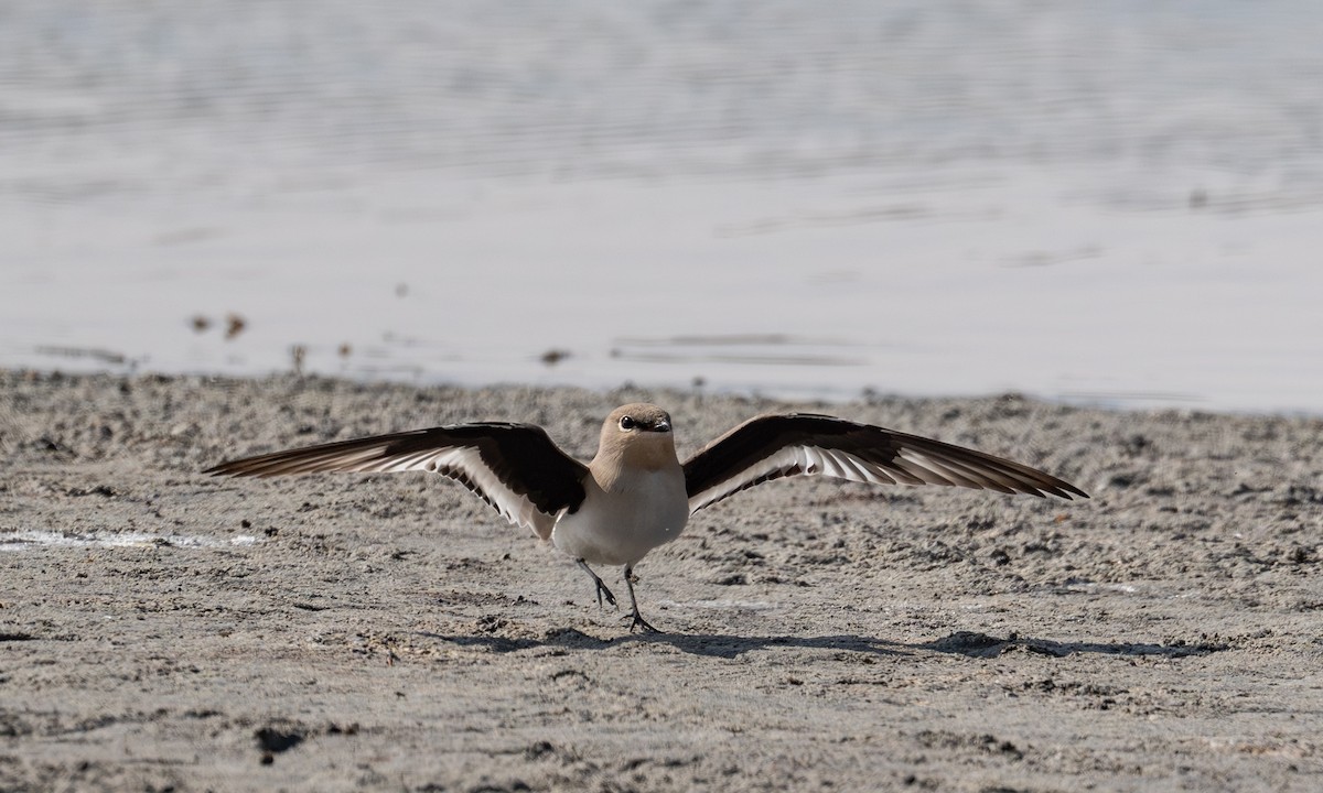 Small Pratincole - ML644637280