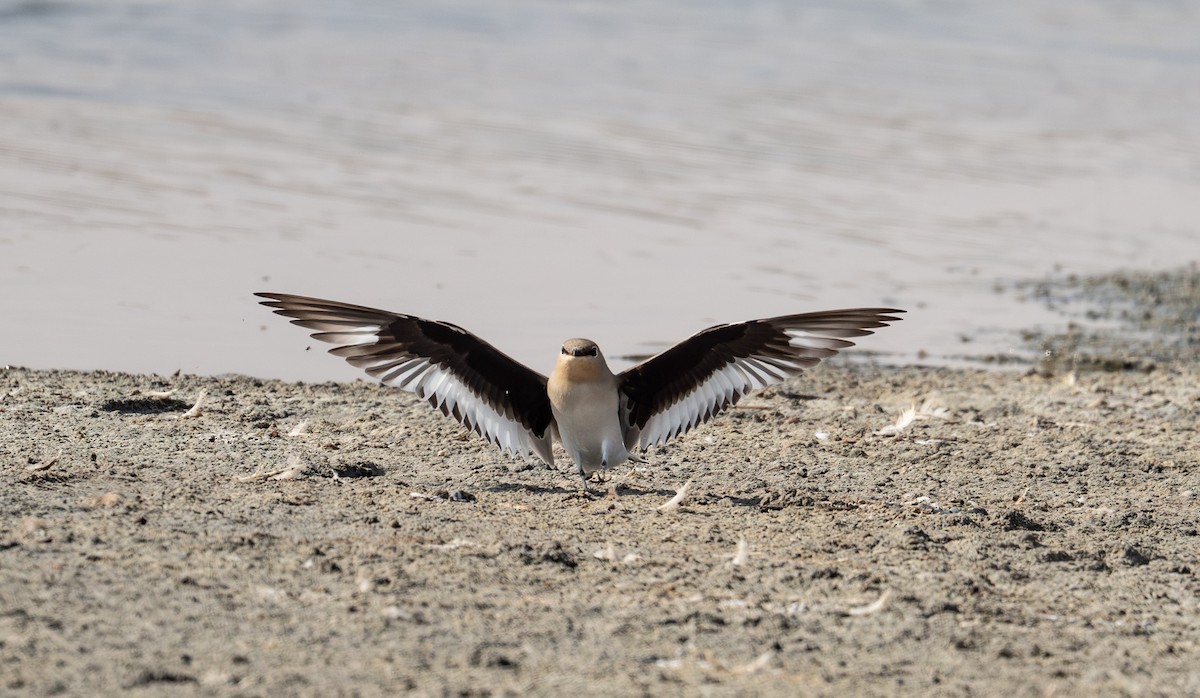 Small Pratincole - ML644637281
