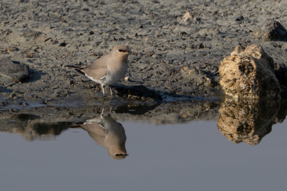 Small Pratincole - ML644637282