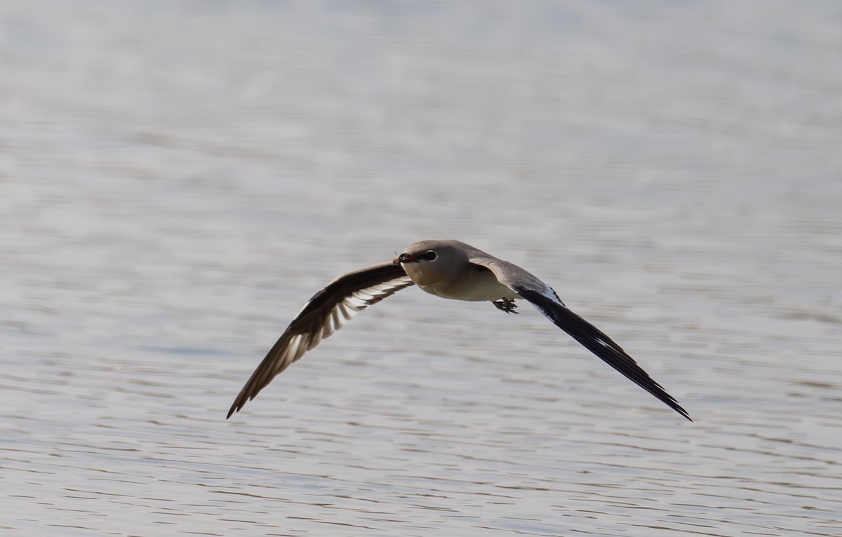 Small Pratincole - ML644637283