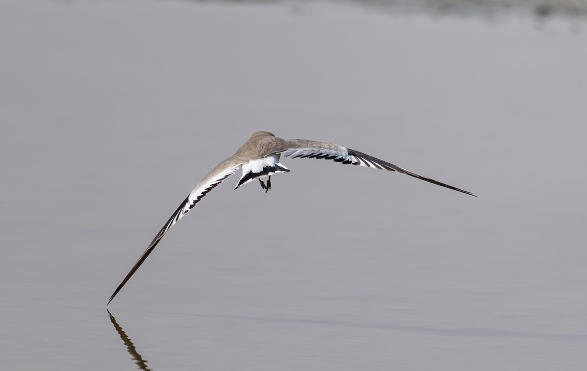 Small Pratincole - ML644637284