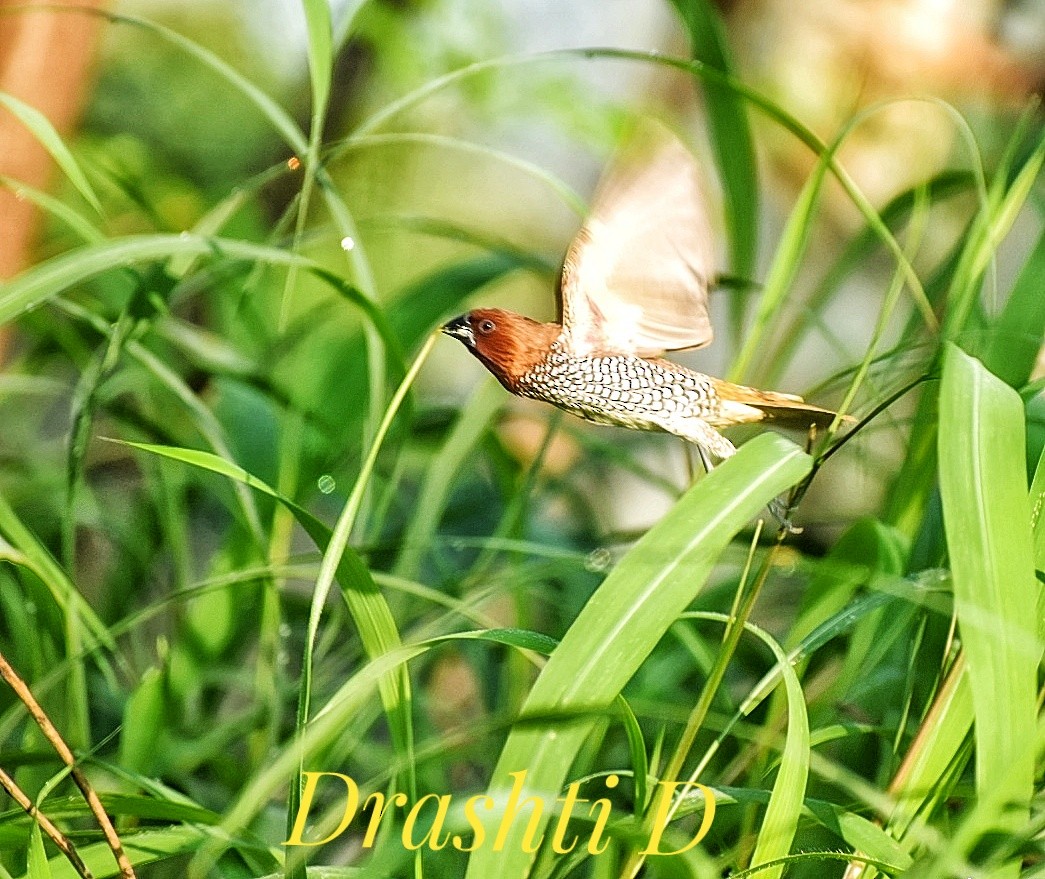 Scaly-breasted Munia - ML644637290