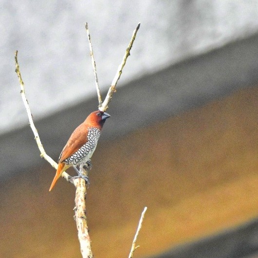 Scaly-breasted Munia - ML644637291