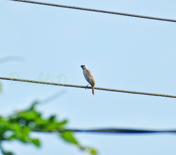 Scaly-breasted Munia - ML644637292