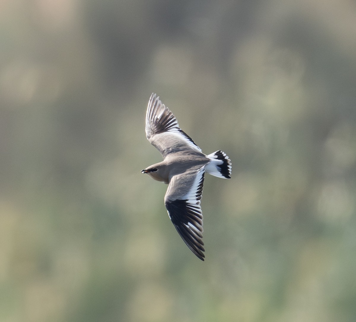 Small Pratincole - ML644637295