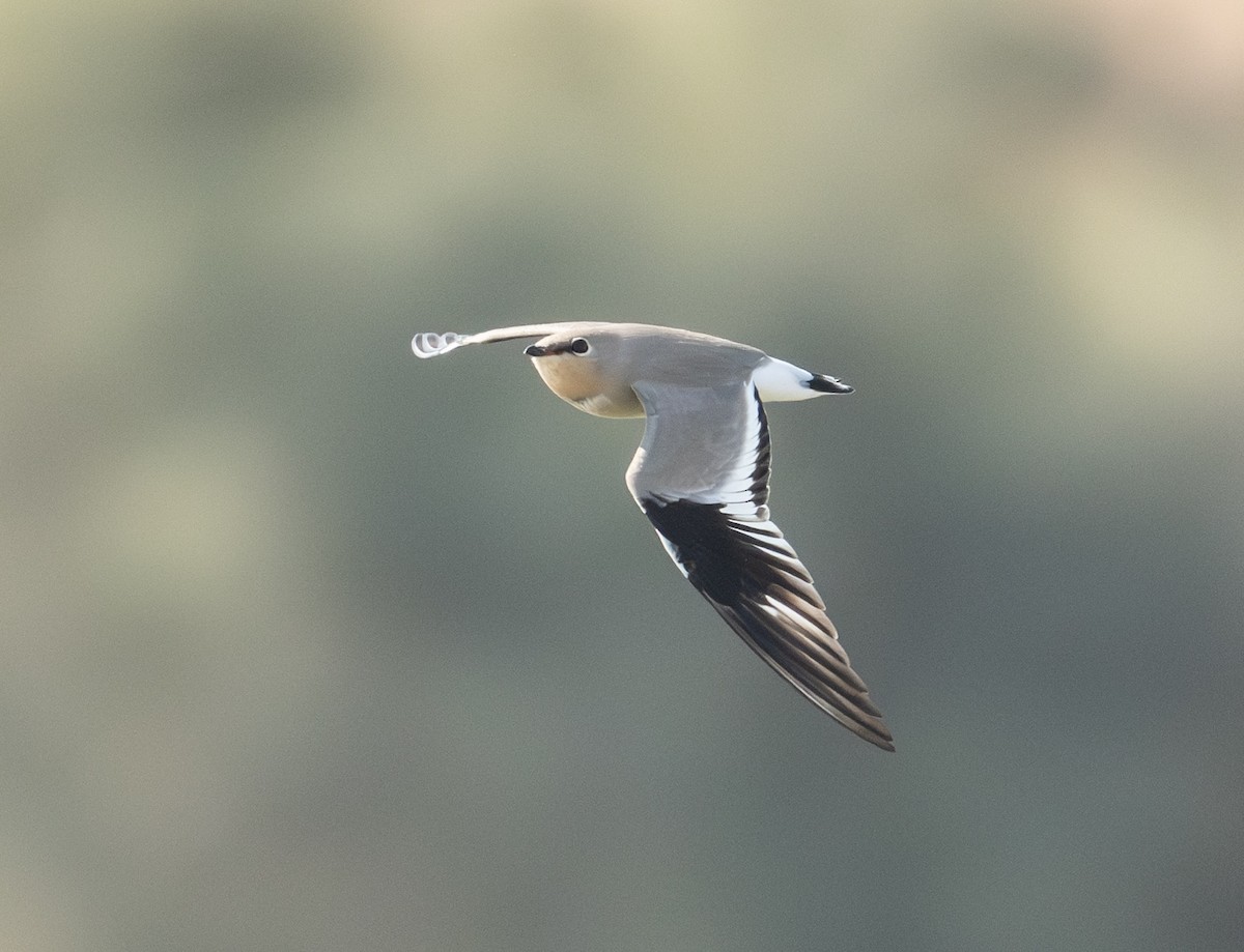 Small Pratincole - ML644637296