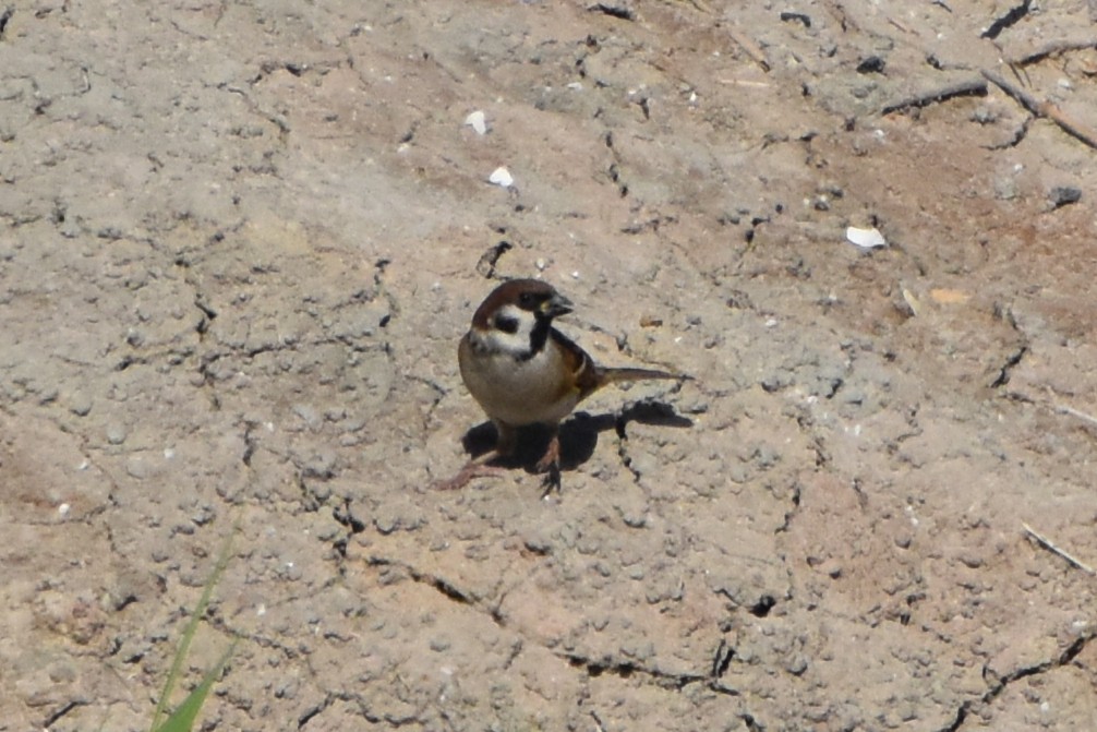 vrabec polní - ML644637308