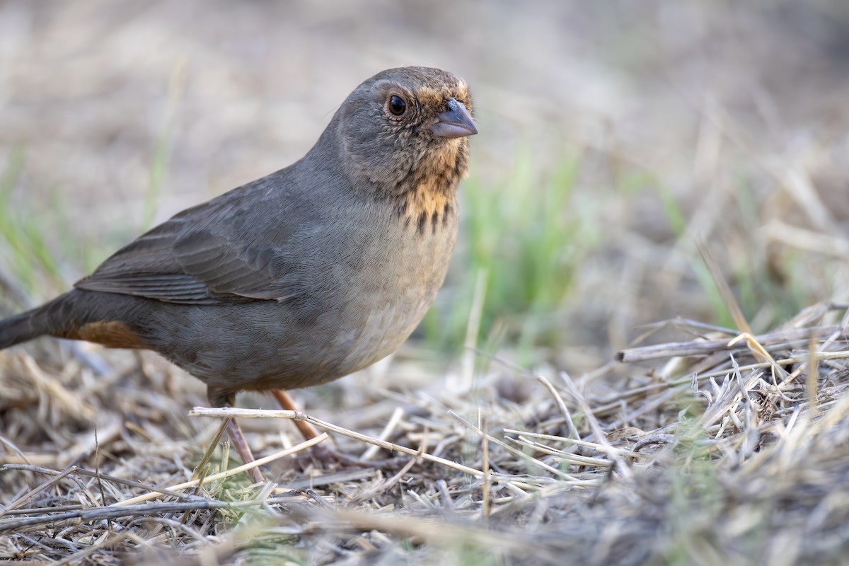 California Towhee - ML644637309