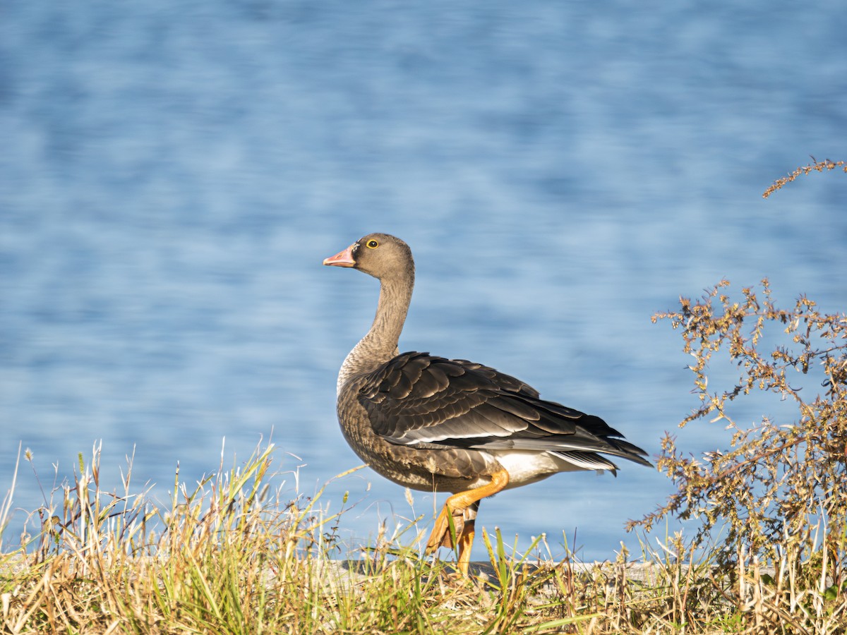 Гуска мала - ML644637311
