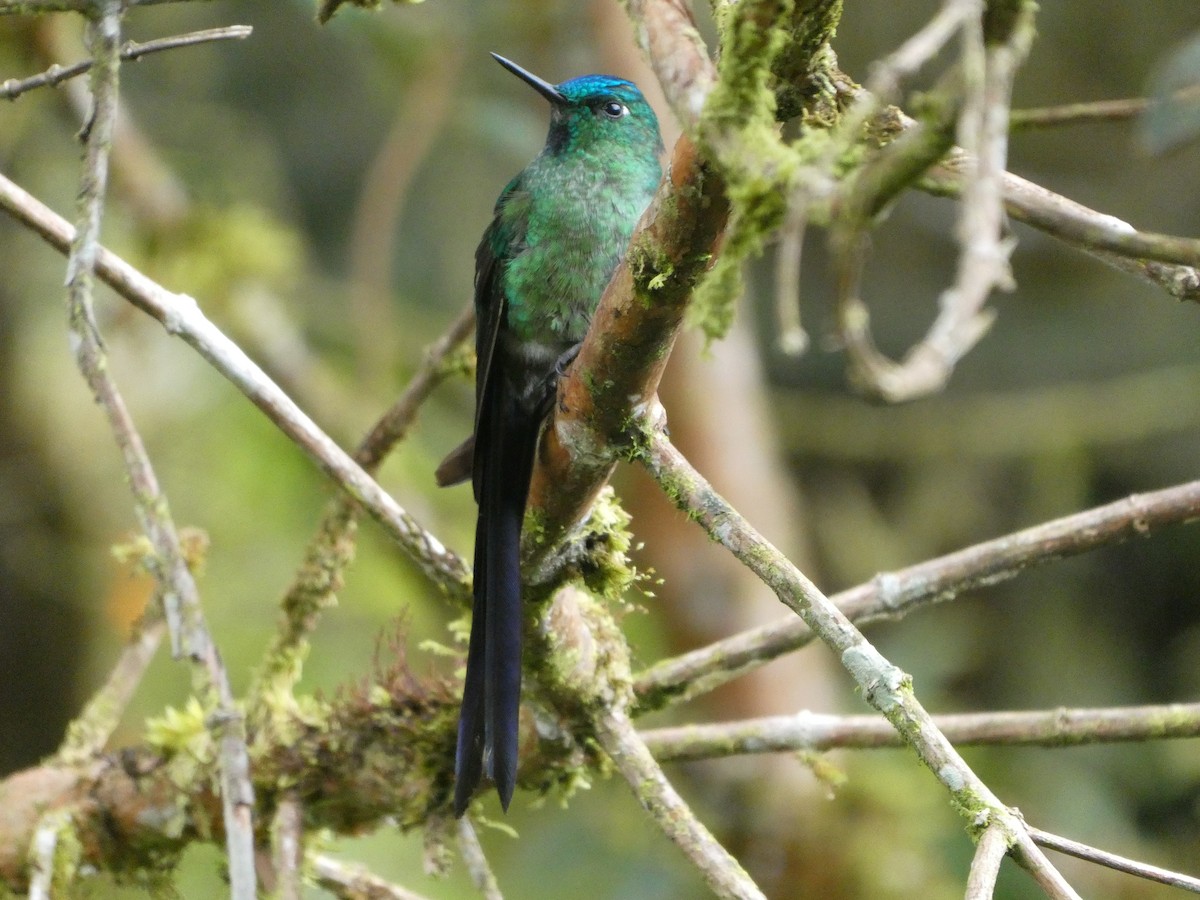 Long-tailed Sylph - ML644637320