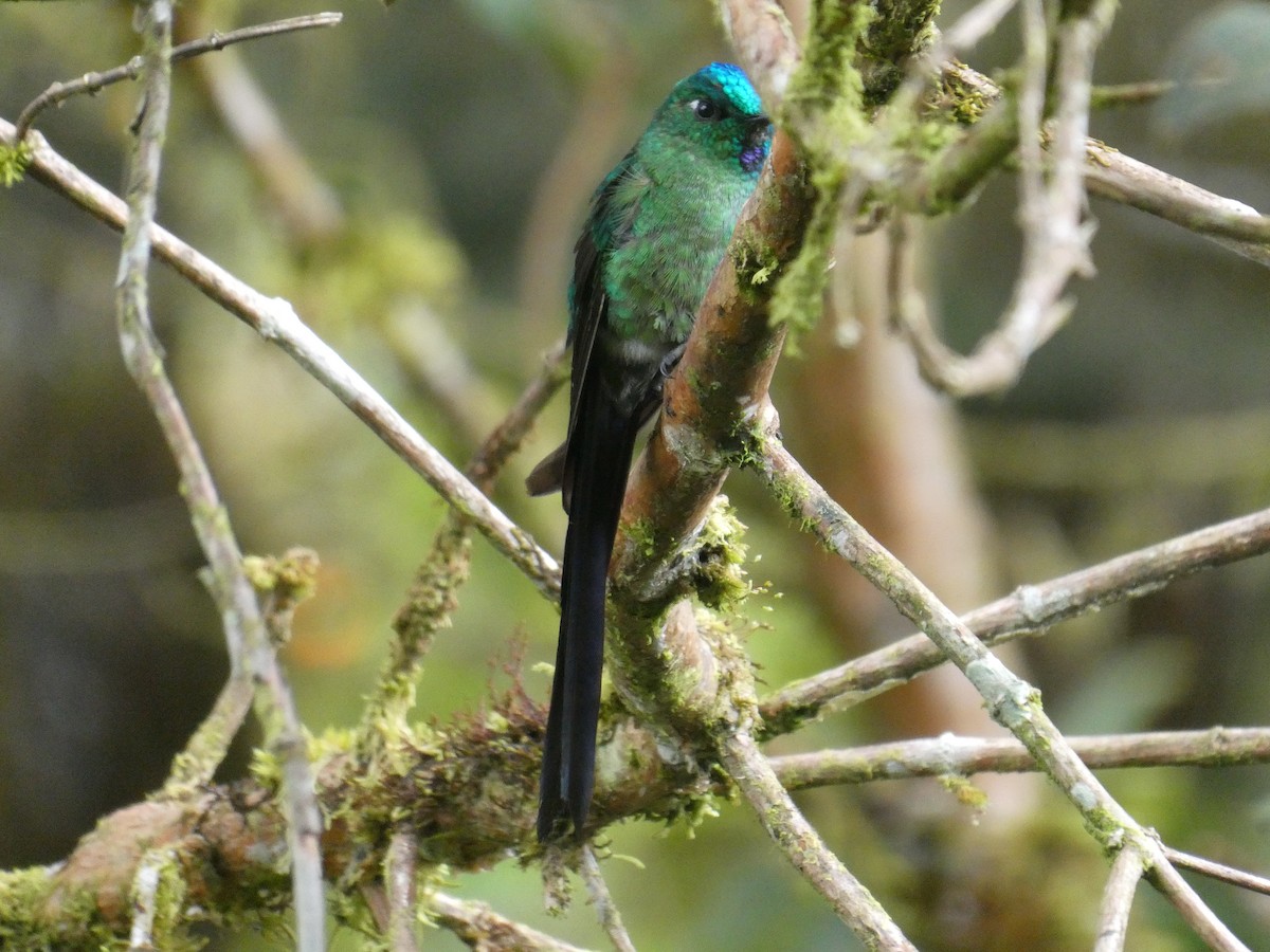 Long-tailed Sylph - ML644637321