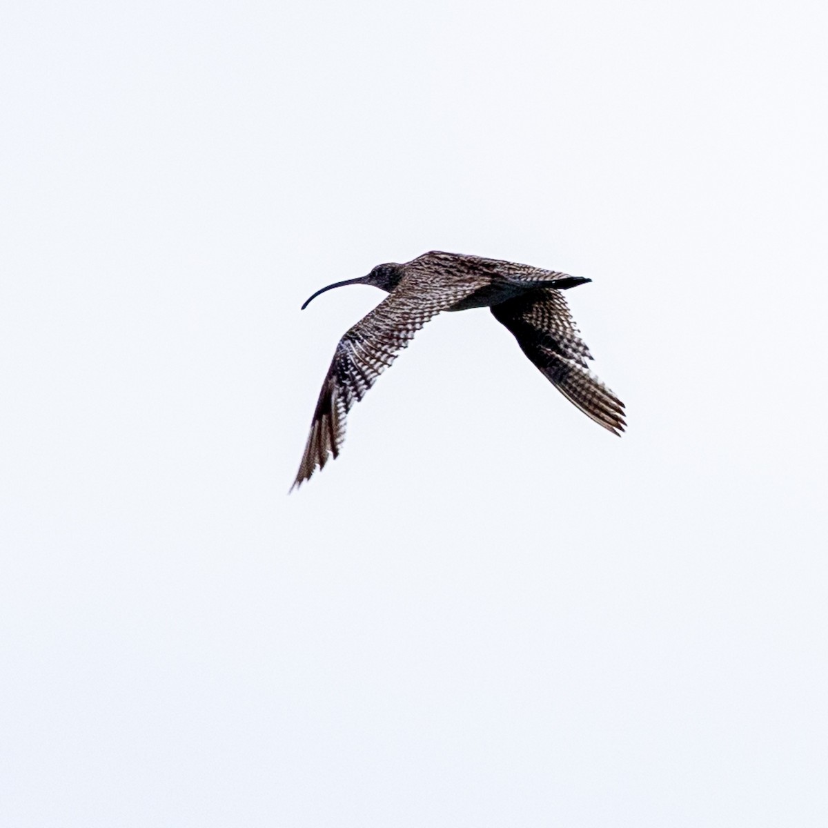 Far Eastern Curlew - ML644637322