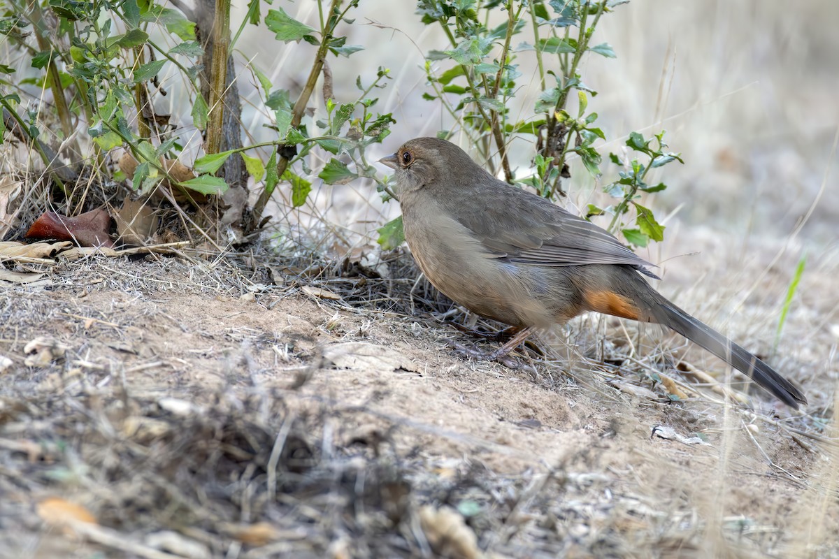 California Towhee - ML644637324