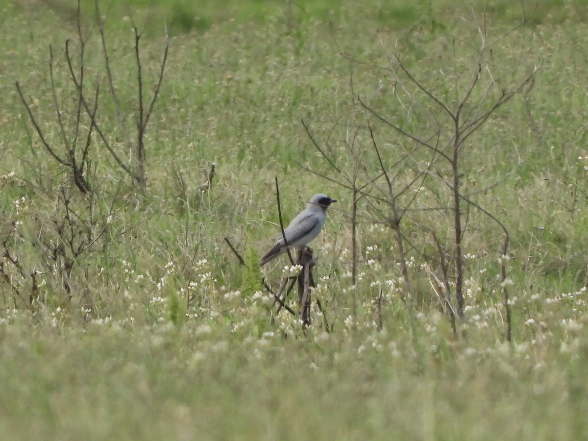 Black-faced Cuckooshrike - ML644637325