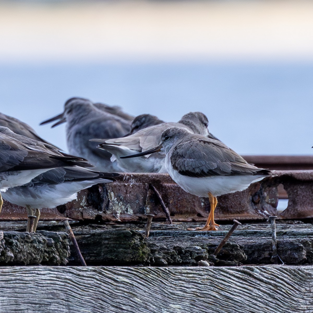 Terek Sandpiper - ML644637329