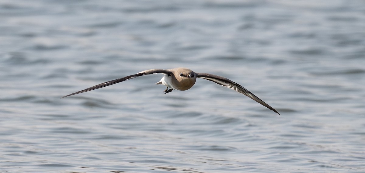Small Pratincole - ML644637330