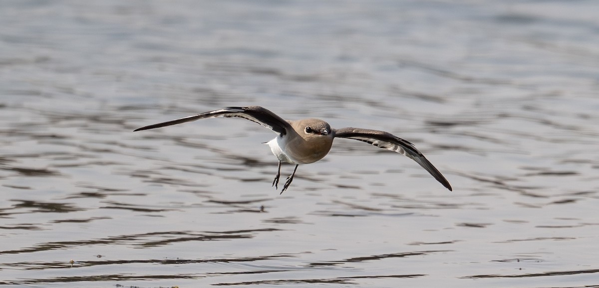 Small Pratincole - ML644637331
