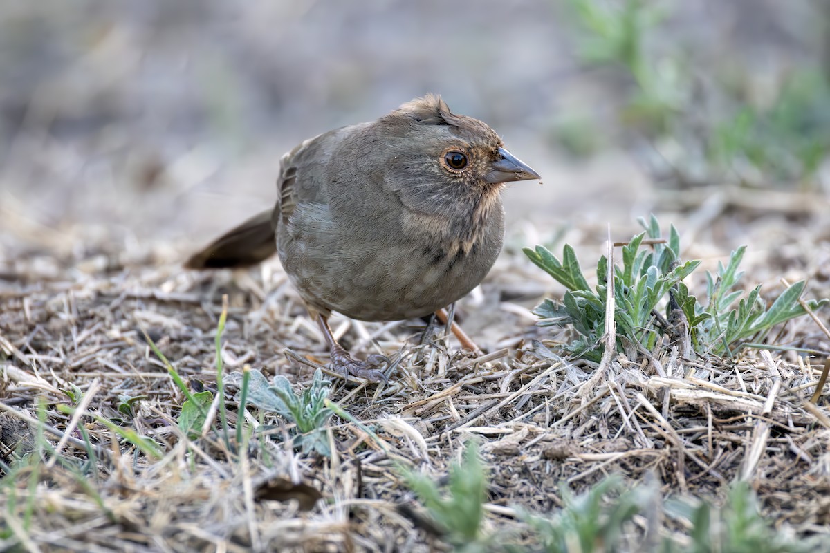 California Towhee - ML644637333
