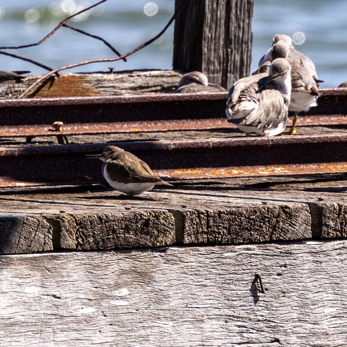 Common Sandpiper - ML644637334
