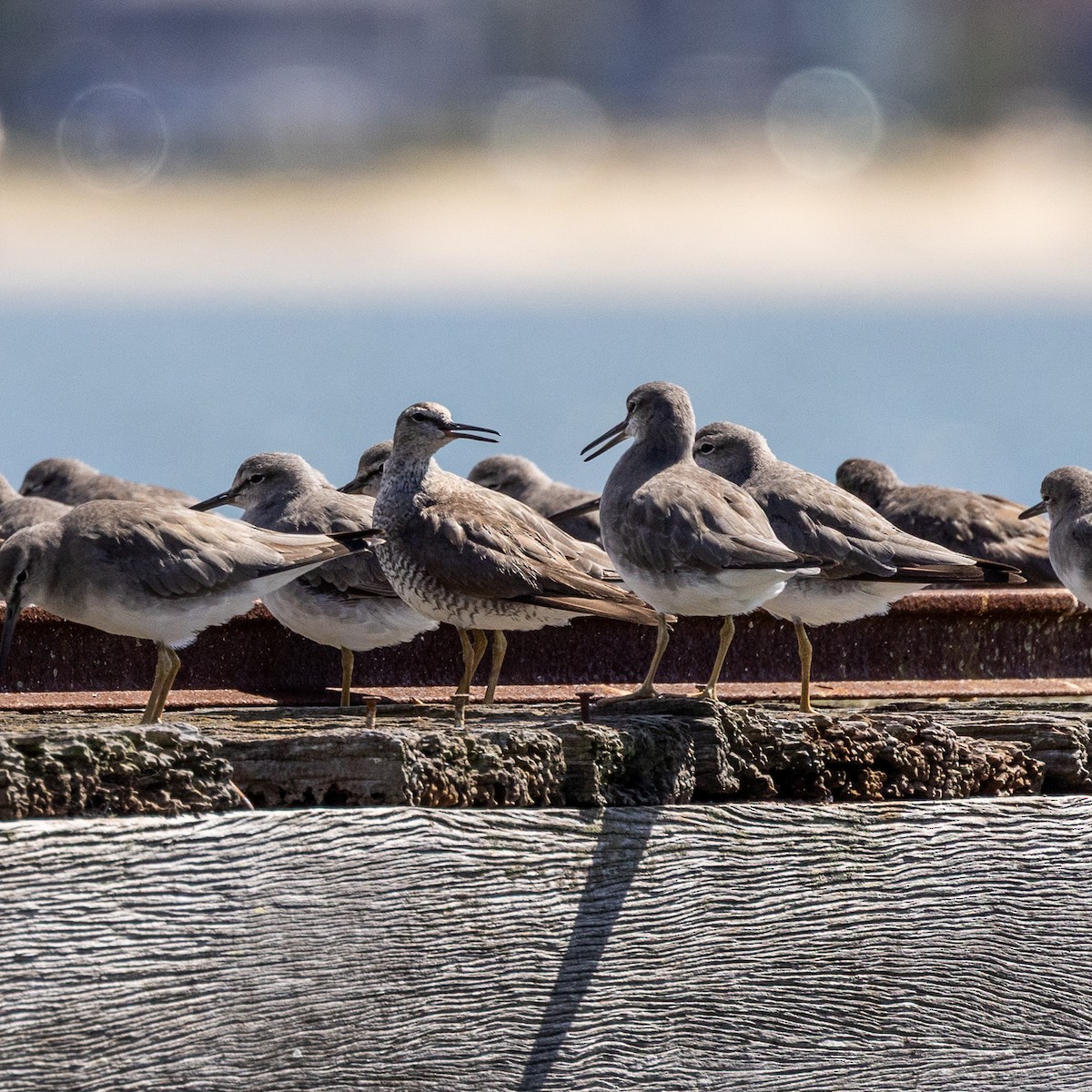 Chevalier de Sibérie - ML644637336
